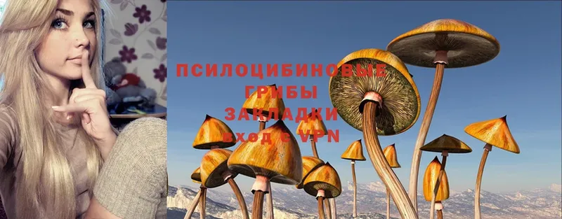 Галлюциногенные грибы Psilocybe  Тольятти 